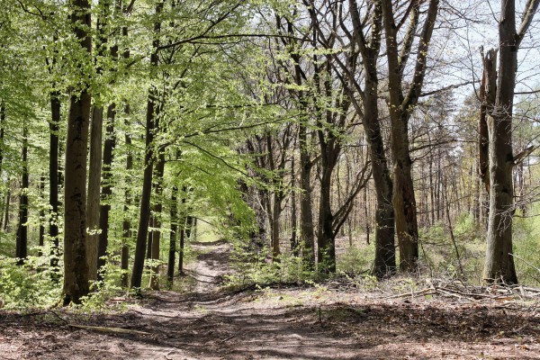 Waldweg