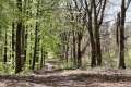 Waldweg