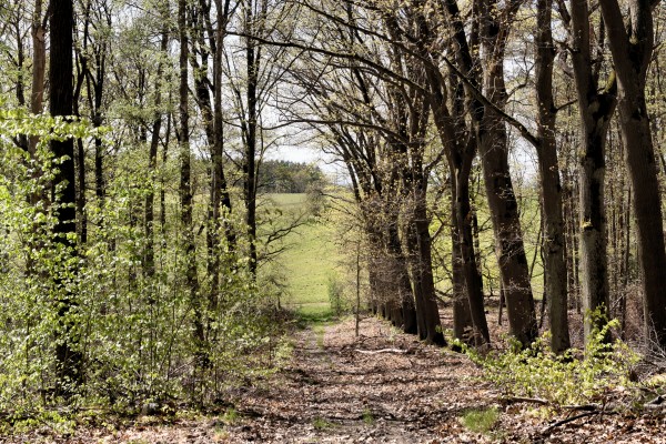 Waldweg