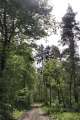 Waldweg