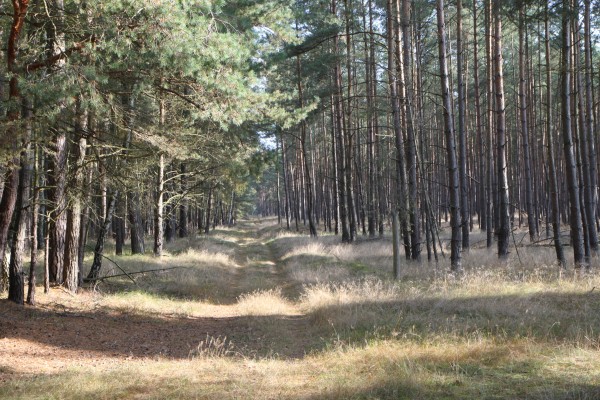 Boeker Wald