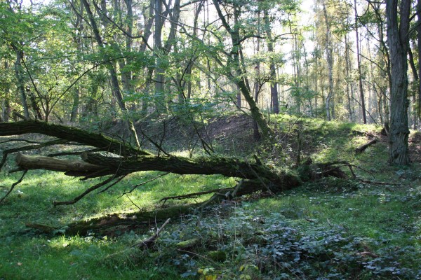 Boeker Wald