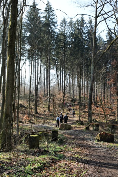 Waldweg Königstein