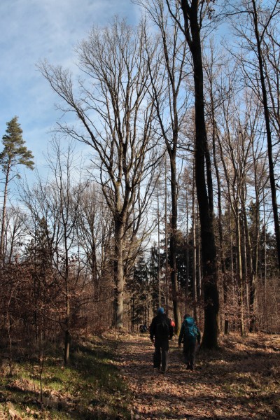 Waldweg