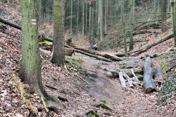 Damengrund