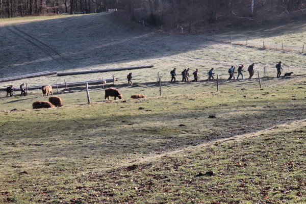 Hochlandrinder