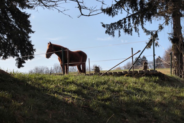 Pferd