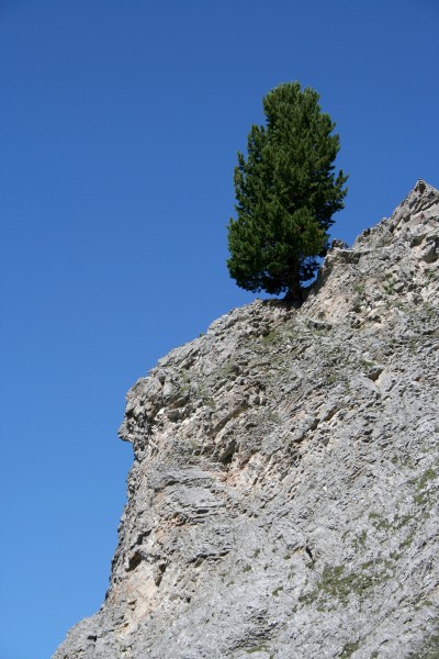 Baum Lachtalspitzl