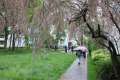 Spring-Siedlung