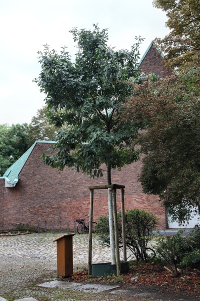 Manna-Esche