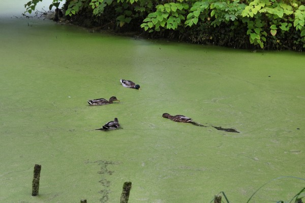 Enten