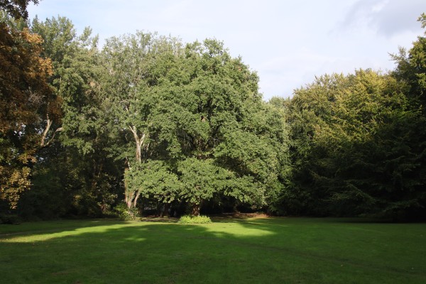 Tiergartenwiese