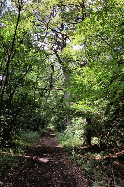 Waldweg