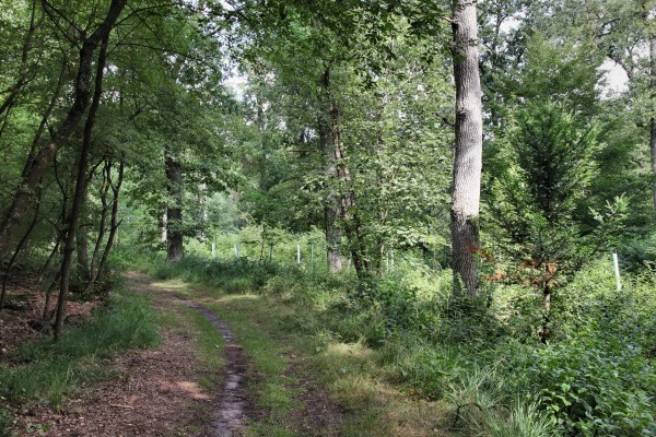 Waldweg
