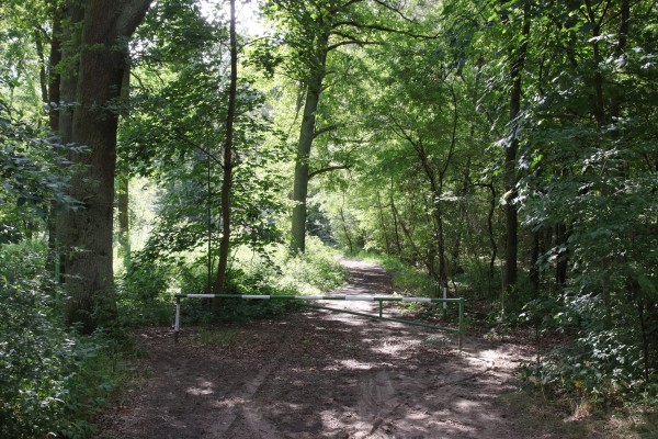 Waldweg