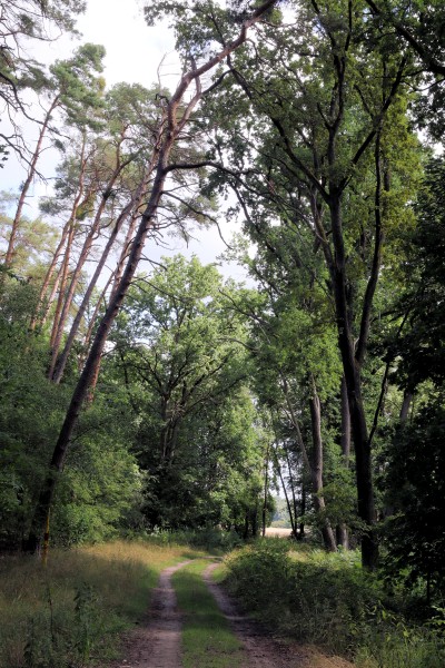 Waldweg