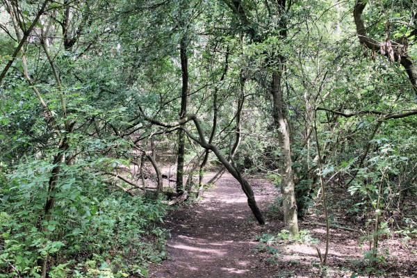 Waldweg