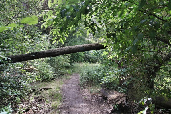 Waldweg