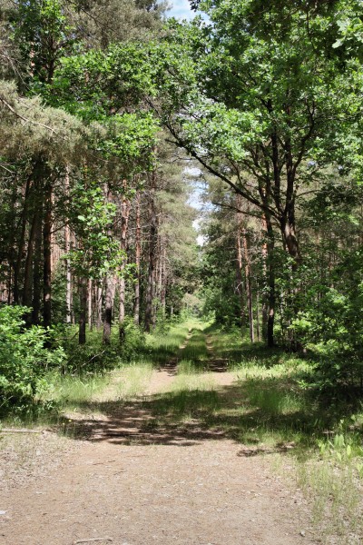 Waldweg