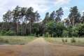 Waldweg