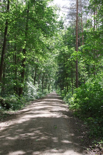 Waldweg