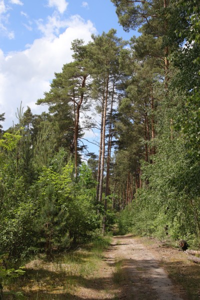 Waldweg