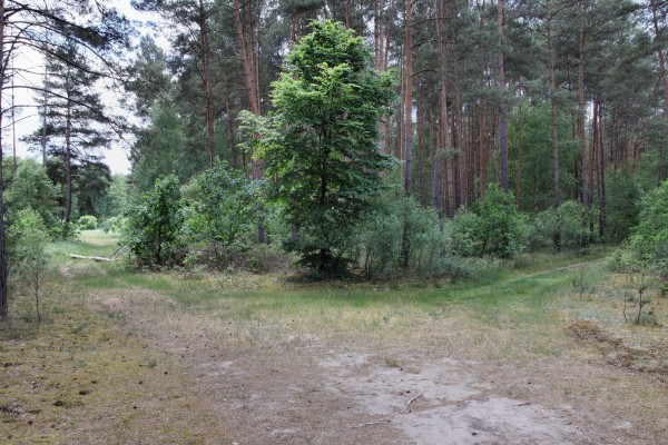 Waldweg