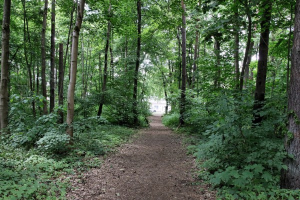 Waldweg