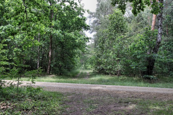 Waldweg