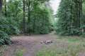 Waldweg