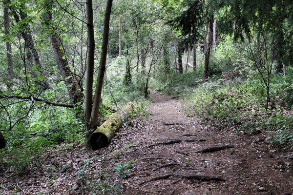 Waldweg