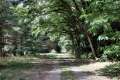 Waldweg