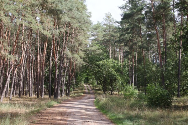 Waldweg