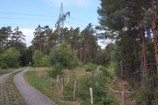 Waldweg