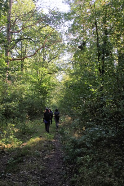 Waldweg