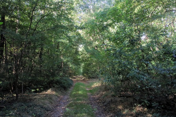 Waldweg