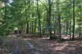 Waldweg