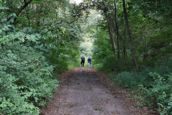 Waldweg