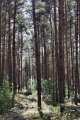 Ribbecker Heide