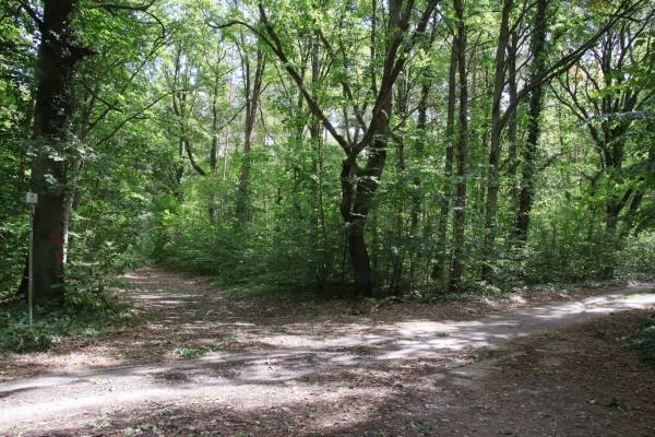 Waldwegkreuzung
