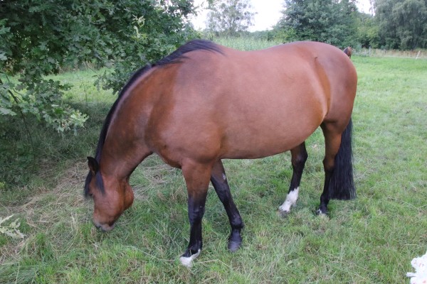 Pferd