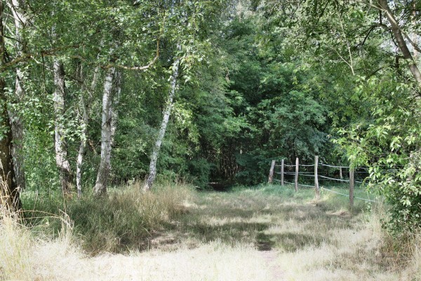 Waldweg