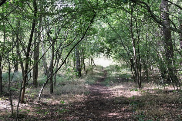 Waldweg
