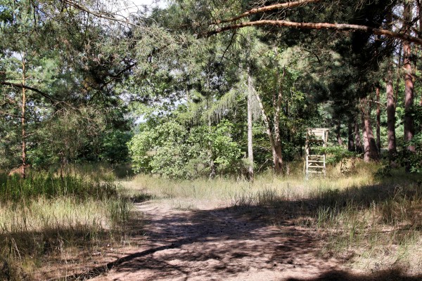 Waldweg